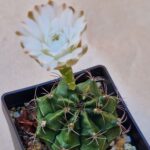 Gymnocalycium sp
