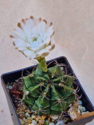 20260829_154722 Gymnocalycium mihanovichii