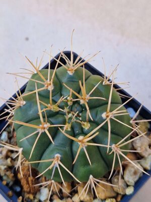 20260829_154753 Gymnocalycium sp