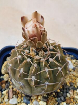 20260829_154852 Gymnocalycium sp