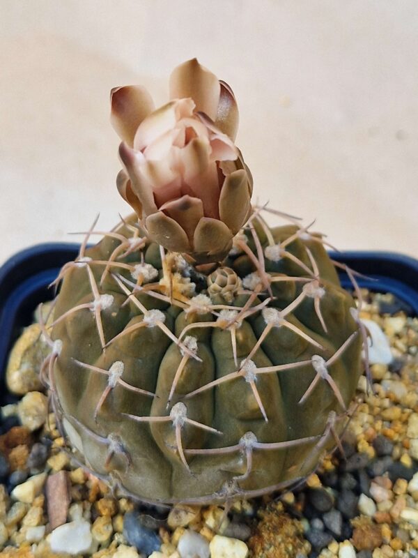 Gymnocalycium sp