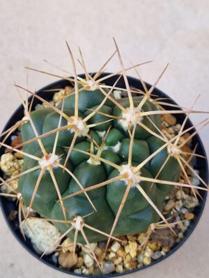 20260829_155821 Gymnocalycium sp