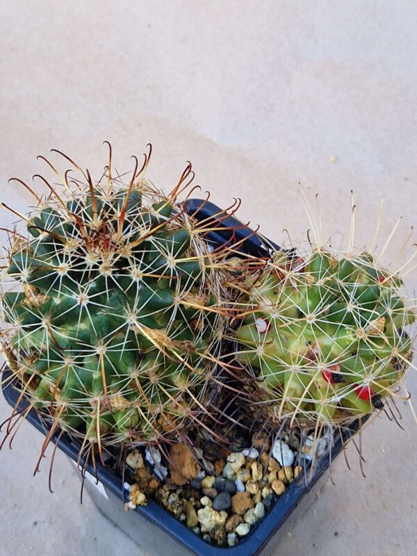 Mammillaria mainae