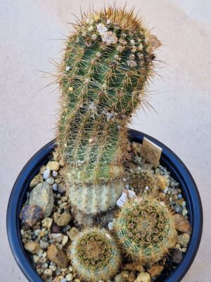 20260829_160548 Notocactus stockingerii