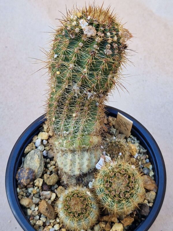 Notocactus stockingerii