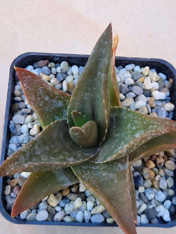 Aloe hybrid