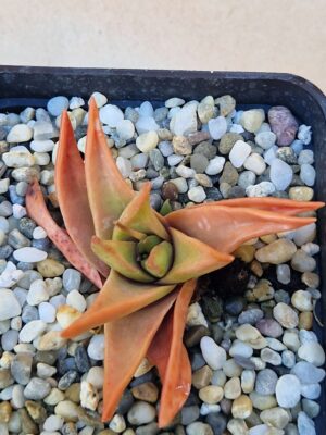 20260829_161204 Haworthia starkiana