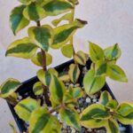 20260829_161217 Crassula sarmentosa f variegata