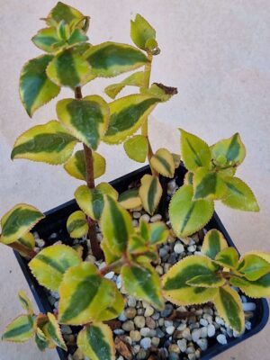 20260829_161217 Crassula sarmentosa f variegata