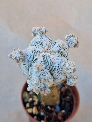 20260829_162805 Astrophytum cv Onzuko