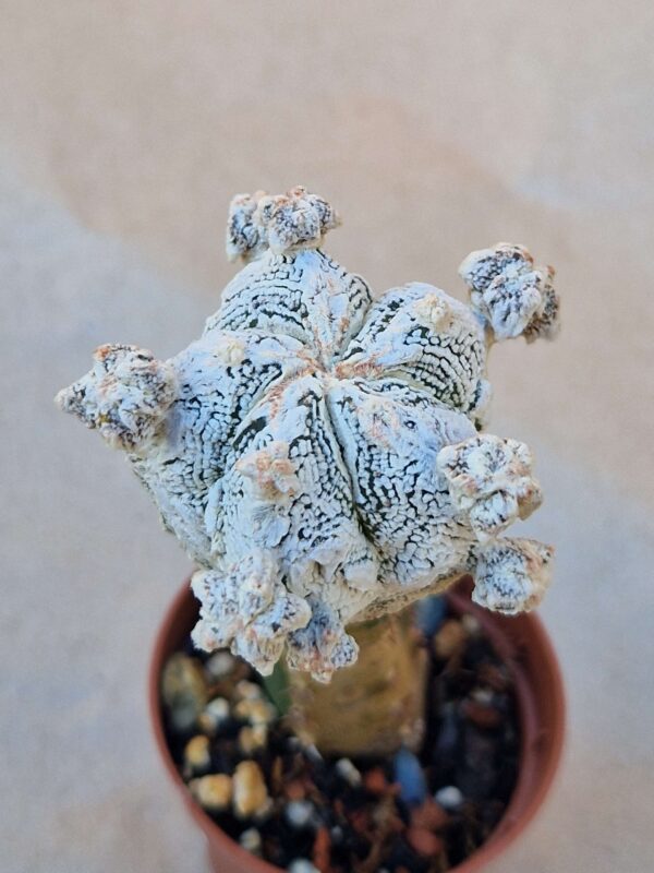 Astrophytum cv Onzuko