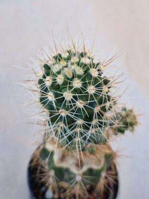20260829_162916 Thelocactus sp