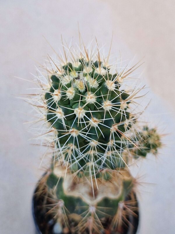 Thelocactus sp