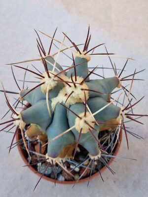 20260829_162949 Ferocactus emoryi