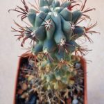 20260829_163840 Ancistrocactus uncinatus
