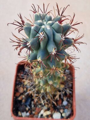 20260829_163840 Ancistrocactus uncinatus