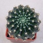 Echinopsis ancistrophora