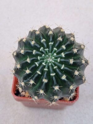 20260829_172353 Echinopsis ancistrophora