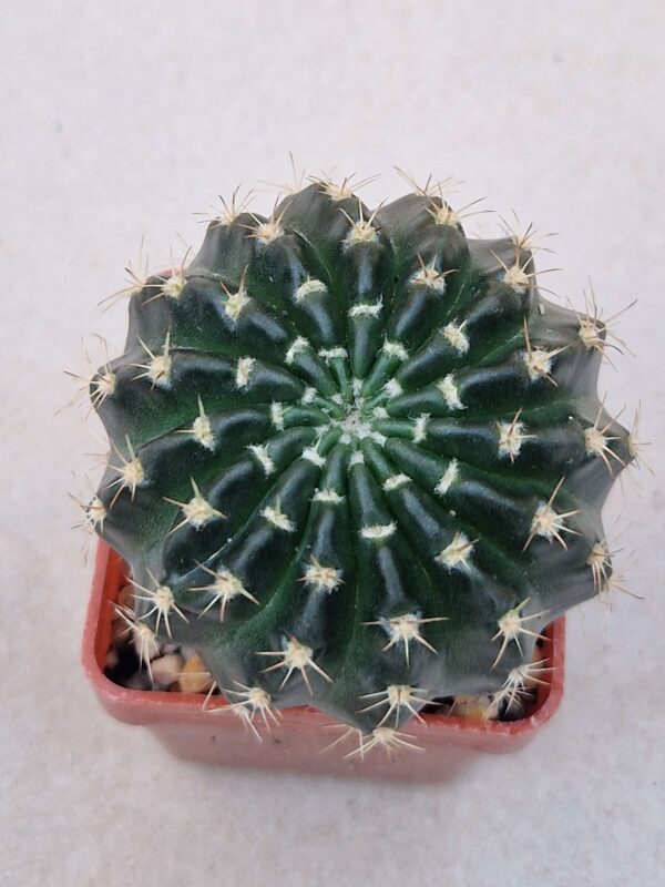 Echinopsis ancistrophora