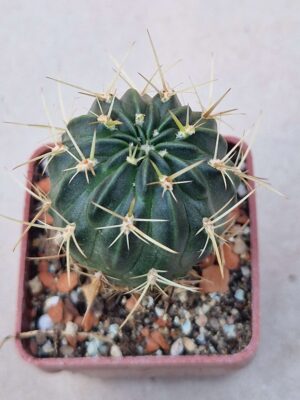 20260829_172407 Lobivia cintiensis