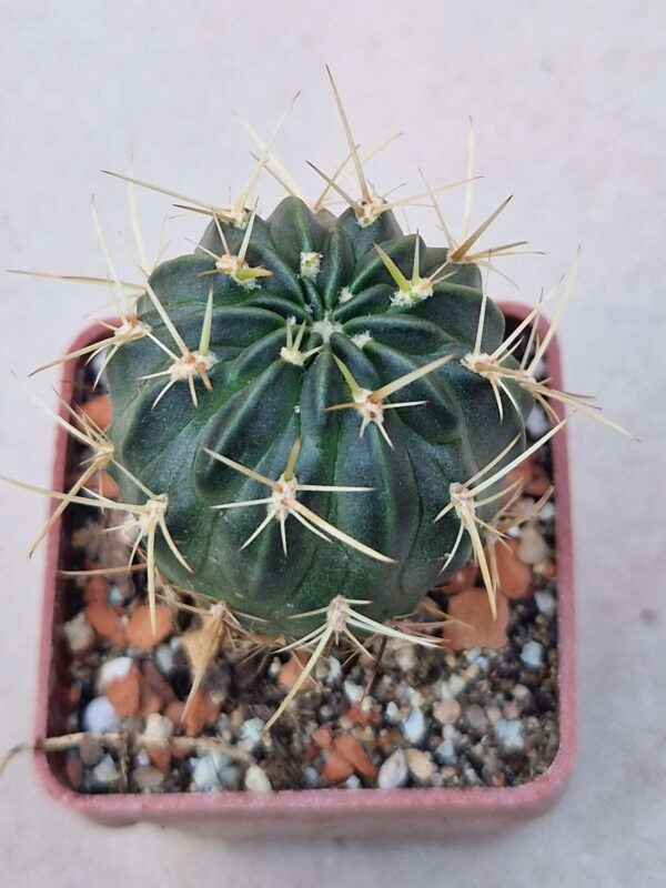 Lobivia cintiensis