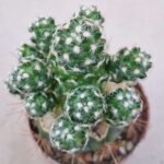 20260829_172418 Mammillaria haudeana