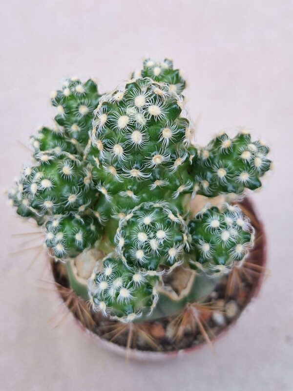 Mammillaria haudeana