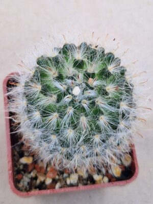 20260829_172439 Mammillaria bocasana