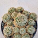 20260829_174150 Sulcorebutia sp