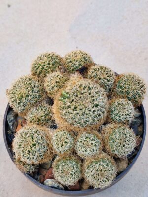20260829_174150 Sulcorebutia sp
