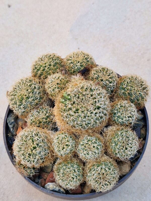 Sulcorebutia sp