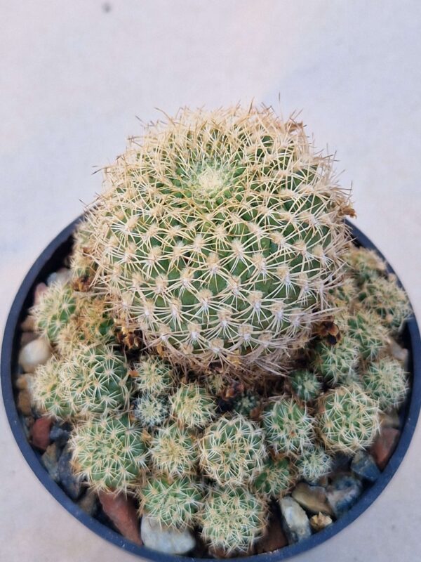 Sulcorebutia breviflora