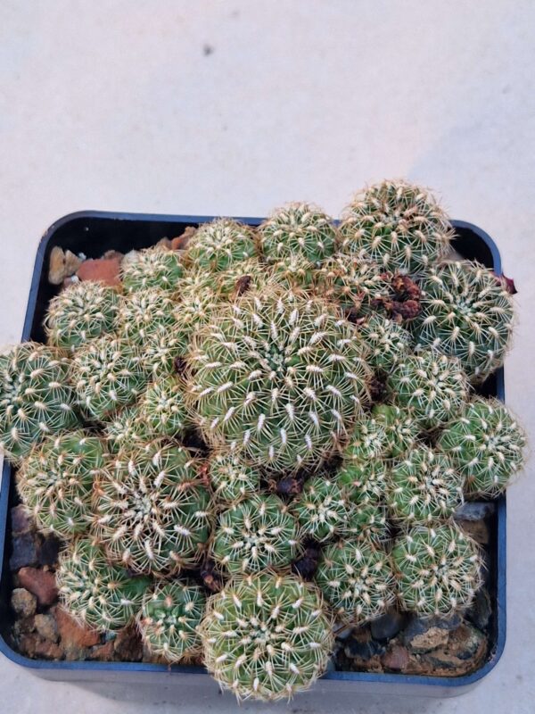 Sulcorebutia kruegerii