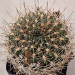 20260830_152246 Sulcorebutia oenantha