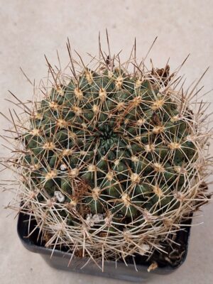 20260830_152246 Sulcorebutia oenantha