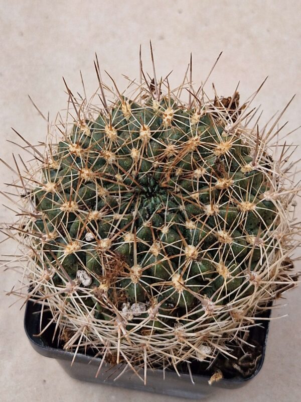 Sulcorebutia oenantha