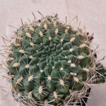 20260830_152342 Sulcorebutia juckerii