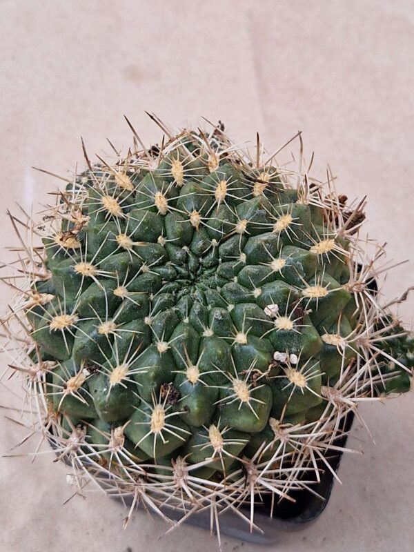 Sulcorebutia juckerii