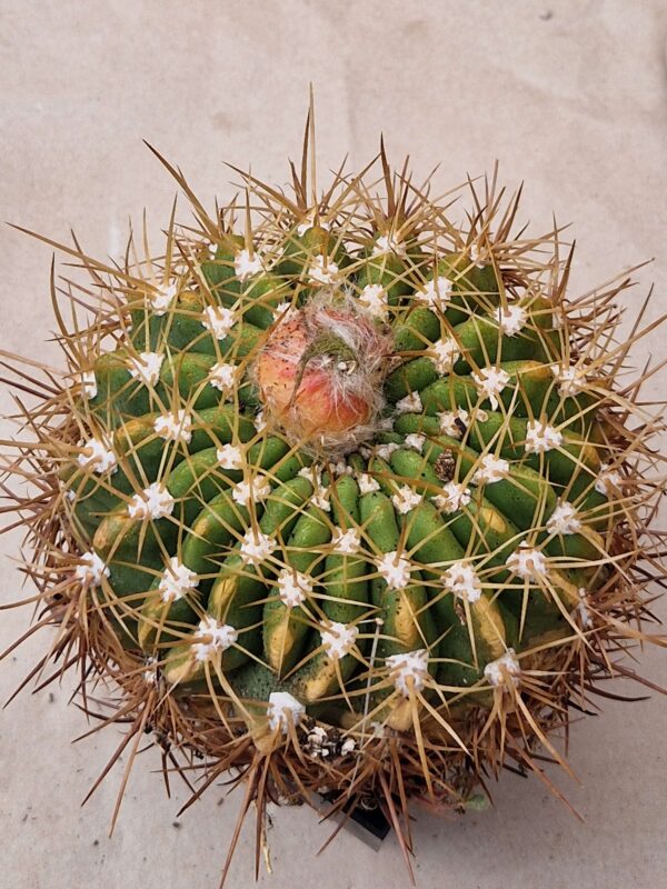 Lobivia formosa v bruchii