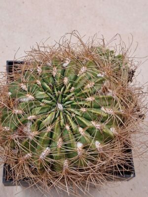 20260830_154359 Lobivia chrysochete v subtilis