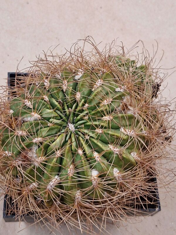 Lobivia chrysochete v subtilis