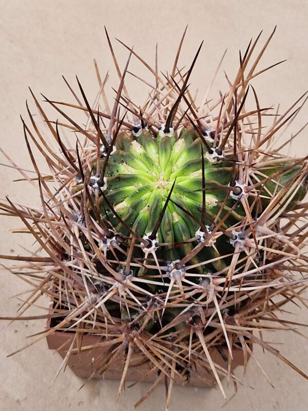 Lobivia ferox