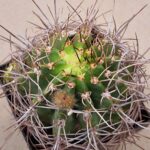 20260830_155612 Lobivia grandiflora v crassicaulis
