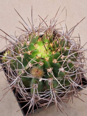 20260830_155612 Lobivia grandiflora v crassicaulis
