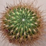 20260830_162329 Lobivia chrysochete v histrix