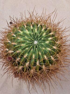 20260830_162329 Lobivia chrysochete v histrix
