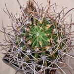 Lobivia ferox v hastifera