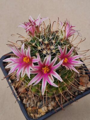 20260902_152224 Mammillaria mainae