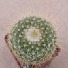 Parodia chrysacanthion