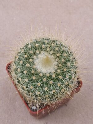 20260902_174057 Parodia chrysacanthion